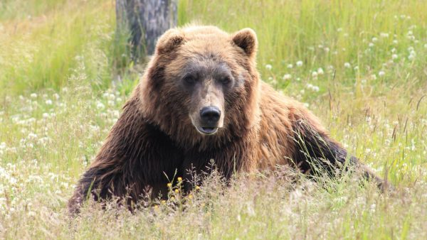 Sibirische rendierherders vinden prehistorische holenbeer die nog volledig in tact is