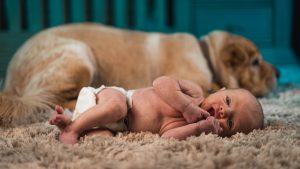 Thumbnail voor Baby van twaalf dagen oud door hond doodgebeten in Engeland