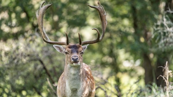 Raad van State: afschot van edelherten in Oostvaardersplassen mag wél