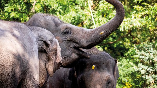 Oudste olifant van Nederland is 50 jaar geworden