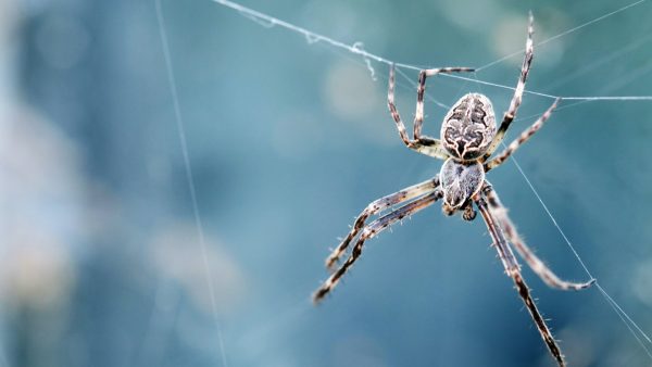 Speuren naar spinnen in huis en tuin voor de Nationale Spinnentelling