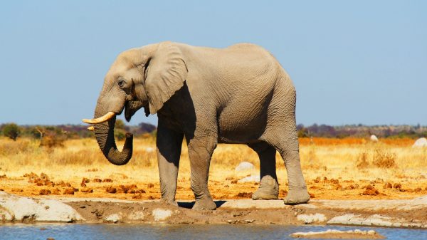 Olifantsterfte Botswana waarschijnlijk veroorzaakt door bacterie