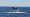 grienden walvissen tasmanie australie
