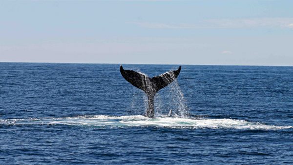 grienden walvissen tasmanie australie