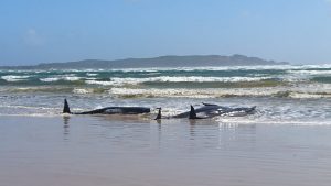 Thumbnail voor 90 van de 270 gestrande walvissen op Tasmanië overleden