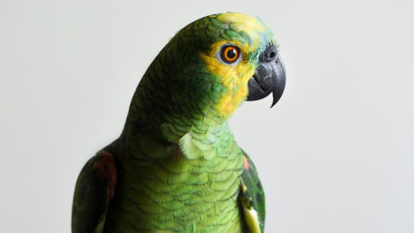 chico papegaai