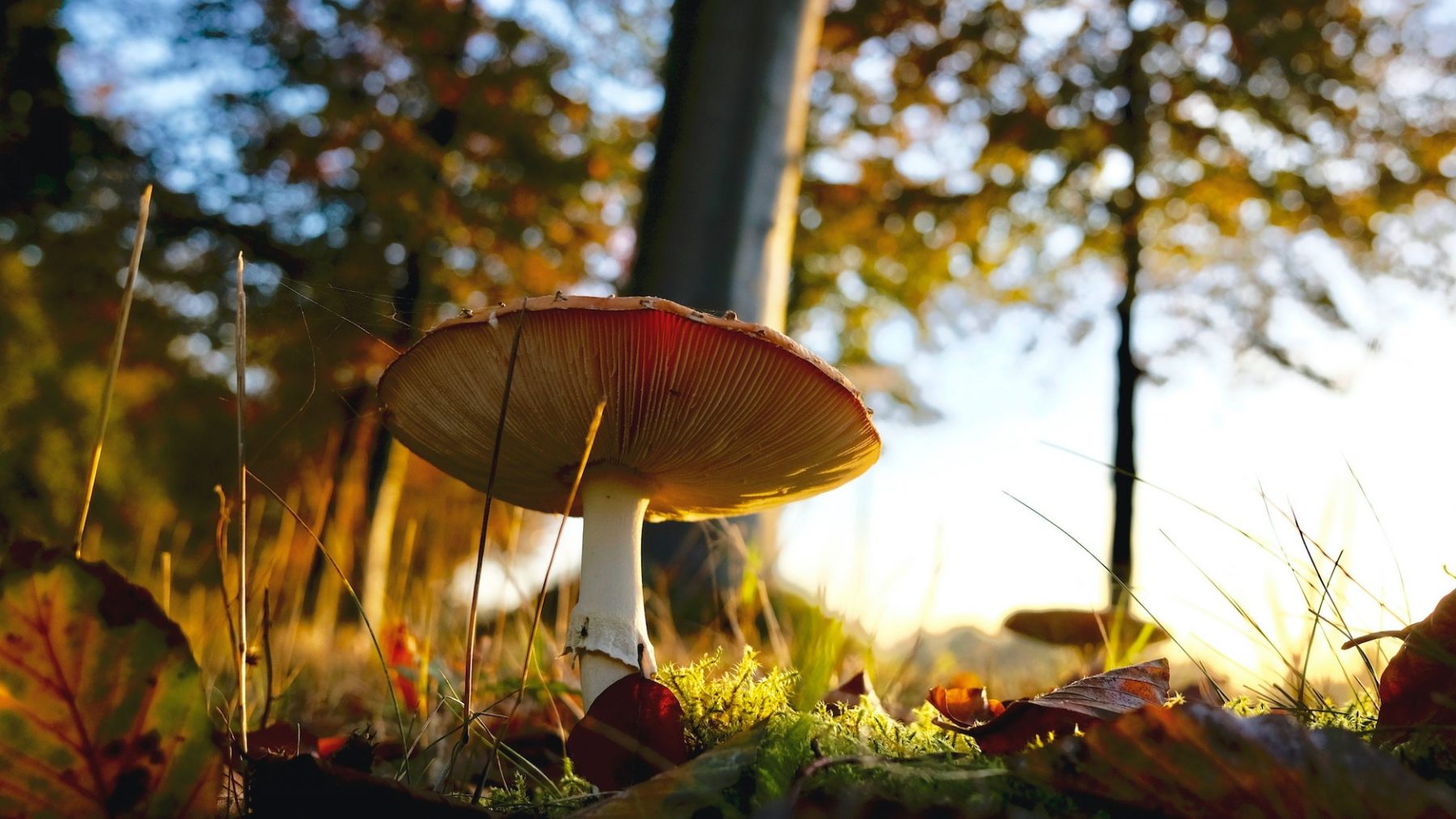 paddenstoelen giftig plukken eten wildplukkers