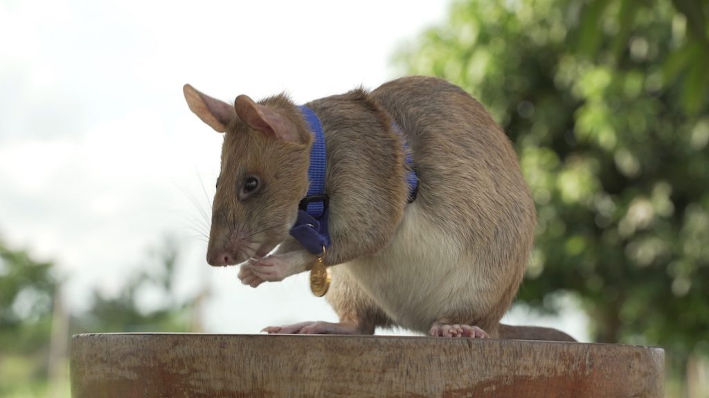 rat-magawa-prijs-gouden-medaille-landmijnen-redden-mensenlevens