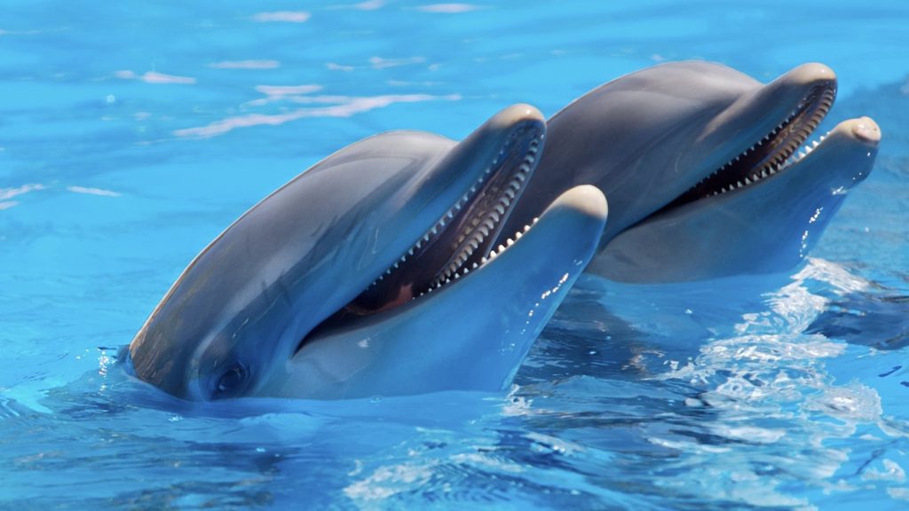 Zeezoogdierenpark Dolfinarium moet zowel dierenverblijven als shows aanpassen