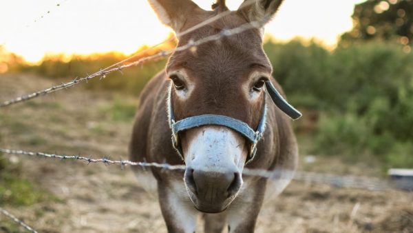 Zalige dierendag: baasjes laten kalf, hond of pony zegenen in de kerk