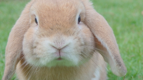Dierenambulance Doetinchem doet oproep: 'Wie zette deze konijntjes bij het grofvuil?'