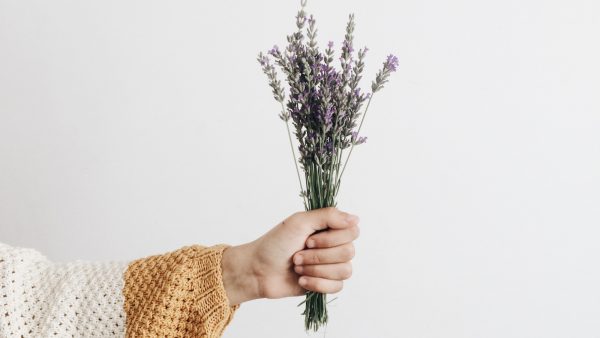 5 x waarom we linea recta een familie aan planten in huis moeten halen