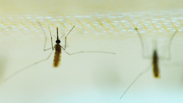 malariamug belgisch koppel overleden