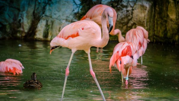 Beestachtige babyboom in Kerkrade: zestig flamingo’s geboren