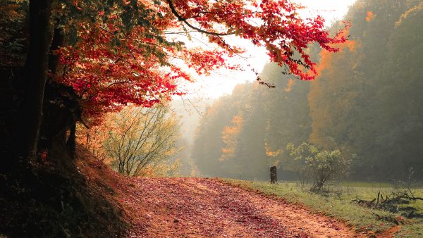 herst drukte bossen bos natuurbeheerder