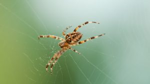 Thumbnail voor Brrrrr: Australiër doet schokkende ontdekking in zijn koptelefoon