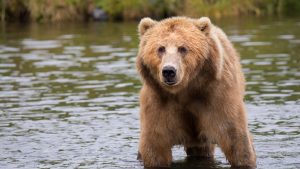 Thumbnail voor Chinese dierenverzorger gedood door beren voor de ogen van bezoekers