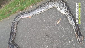 Thumbnail voor Dat is schrikken, wandelaar in Etten-Leur vindt vier meter lange python langs de weg
