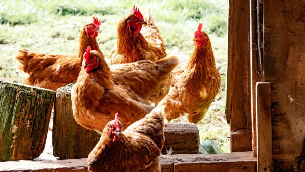 Pluimveehouders moeten kippen binnenhouden vanwege vogelgriep in Utrecht