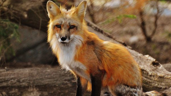 Belgische wildcamera's spotten een wel héél wild tafereel