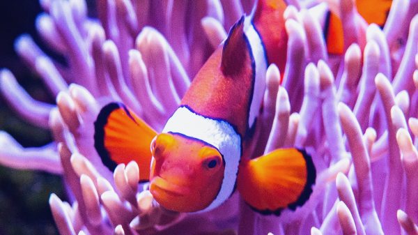 Goed nieuws voor Nemo: koraalrif van 500 meter ontdekt in Australië