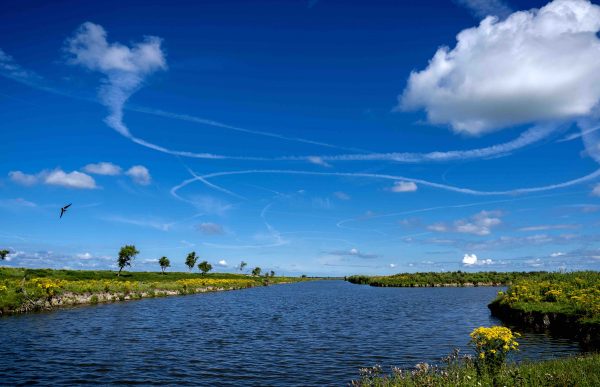 oostvaardersplassen