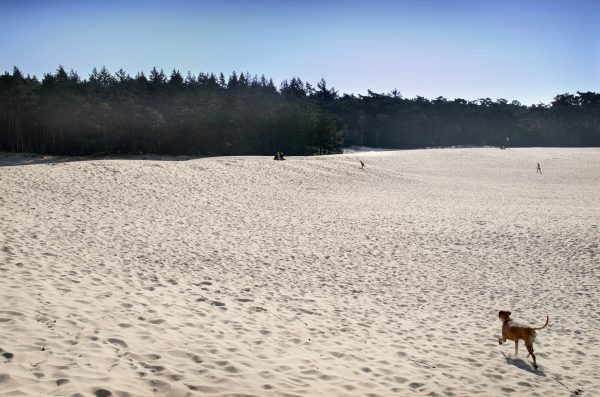 soesterduinen