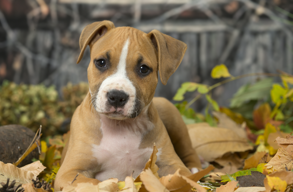POlitie zoekt persoon die drie pups achterliet bij station deventer