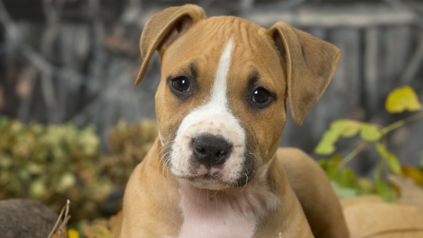 POlitie zoekt persoon die drie pups achterliet bij station deventer