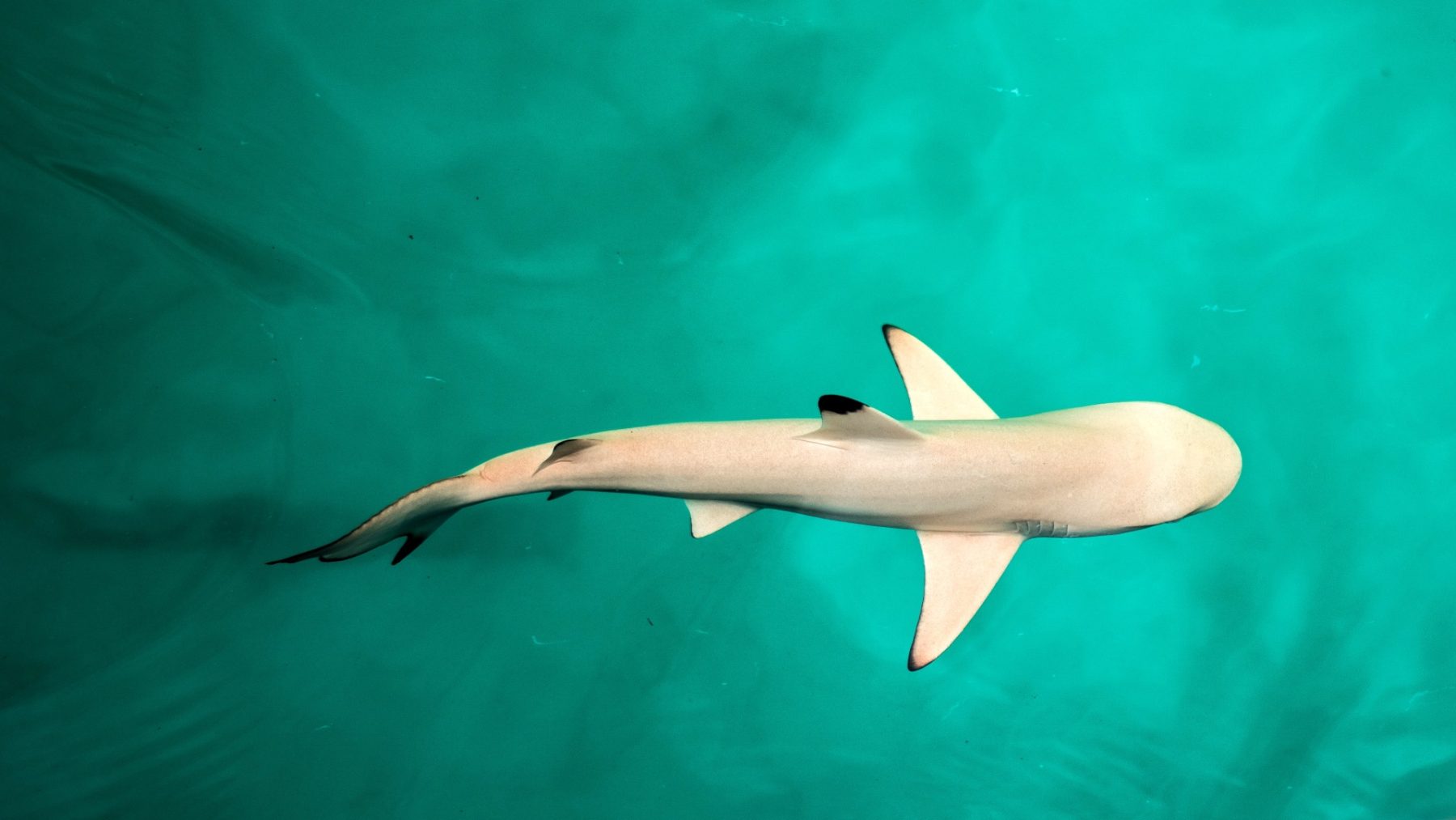 ‘Baby Shark Dance’ best bekeken video op YouTube ooit