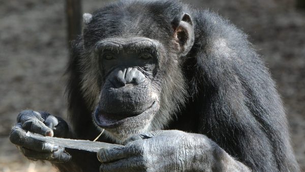 ontsnapt Dierenpark Amersfoort chimpansees