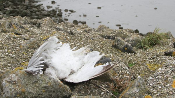 Weinig coronabesmettingen in Friesland, maar wel vogelgriep