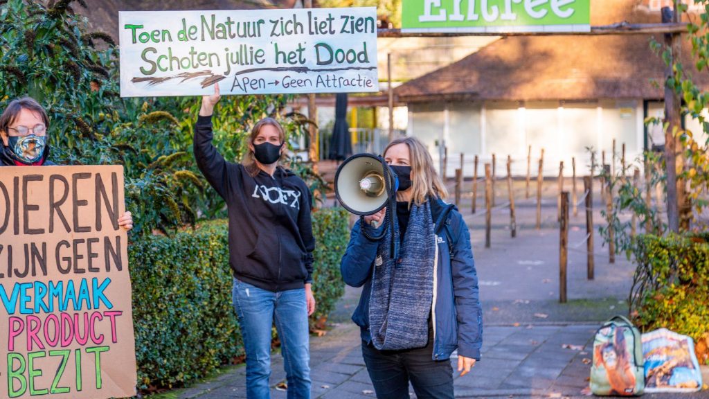 Waarom werden de chimpansees in Amersfoort niet verdoofd in plaats van doodgeschoten?