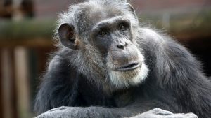 Thumbnail voor Waarom werden de chimpansees in Amersfoort niet verdoofd in plaats van doodgeschoten?