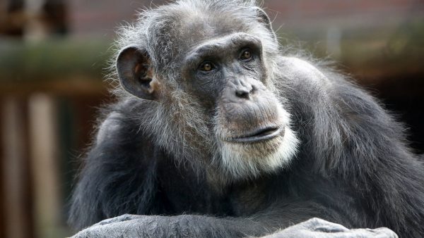 chimpansees-amersfoort