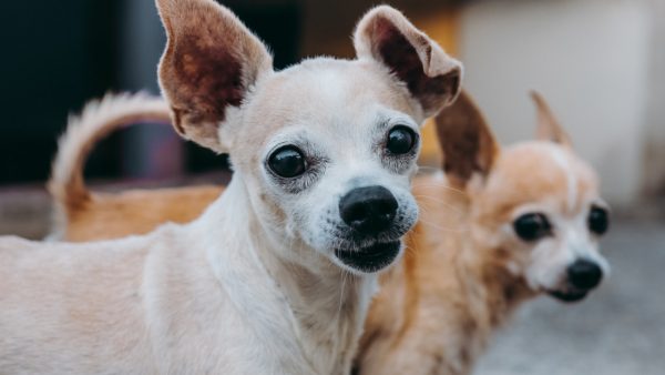 164 uitgemergelde honden in klein huisje gevonden in Japan