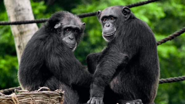 Dierenpark Amersfoort chimpansees