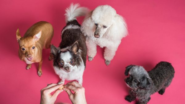 Dierenorganisatie roept Amerikaanse sterren op asielhonden te adopteren