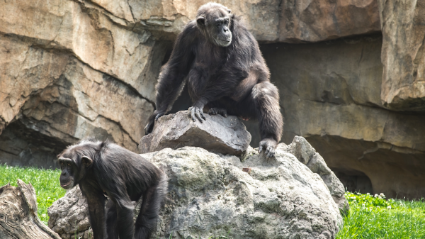 Dierenorganisaties woest om doodschieten chimpansees en doen aangifte