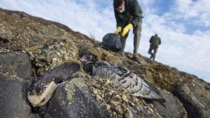 Thumbnail voor Ganzen vallen massaal uit de lucht als gevolg van vogelgriepvirus