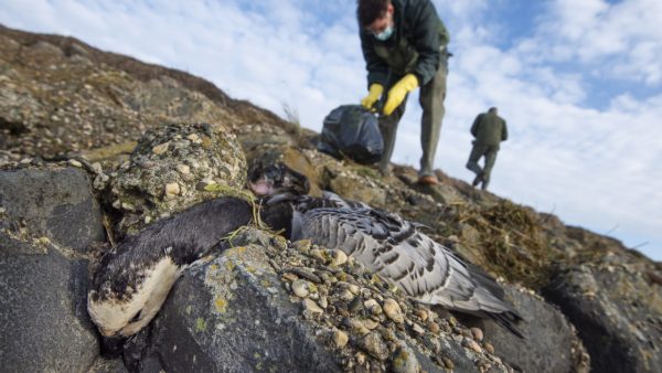 ganzen De 'ganzen' vallen dood van het dak, vogelgriep rukt op uit Noord-Nederland
