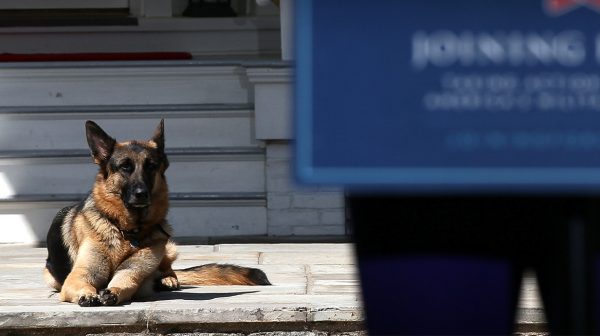 'First dogs' Major en Champ- van asiel naar Het Witte Huis