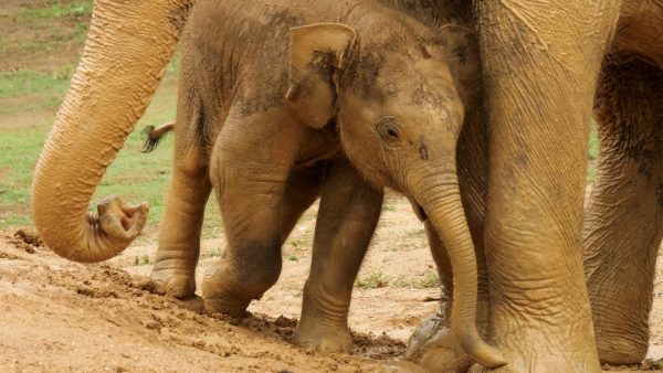 dierenpark amersfoort olifantje