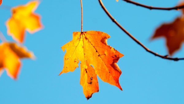 herfst