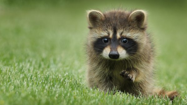 Deze man eert laatste wens overleden vrouw en voedt tientallen wasberen