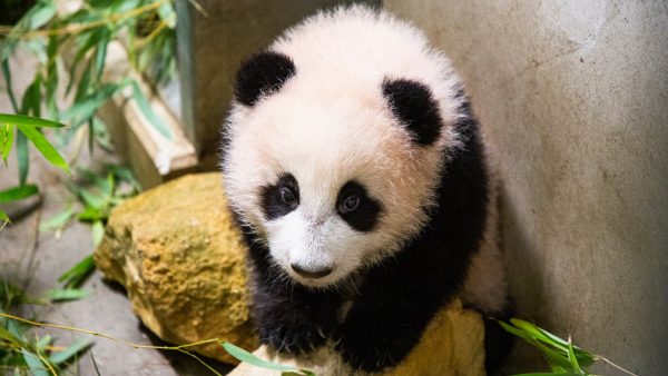Pandajong Fan Xing vanaf vrijdag eindelijk te zien voor publiek: ‘Het is een ondernemend diertje’