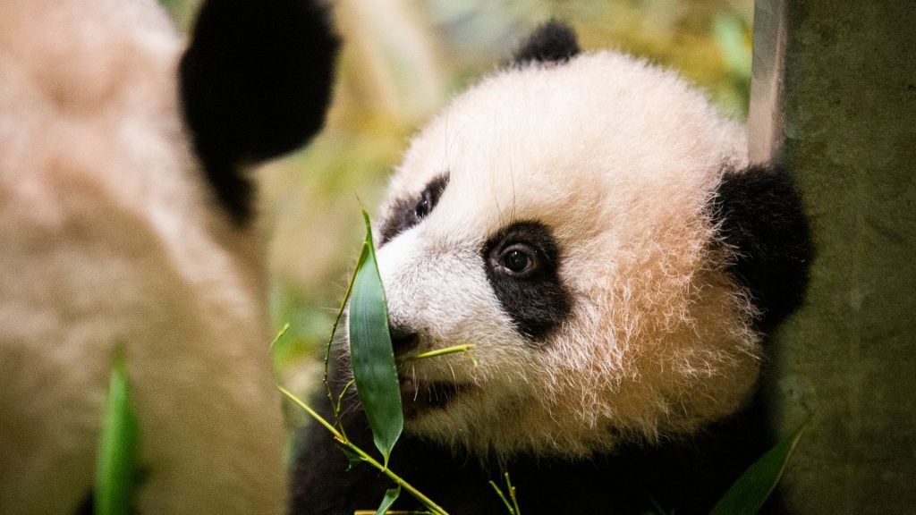 Pandajong Fan Xing vanaf vrijdag eindelijk te zien voor publiek: ‘Het is een ondernemend diertje’