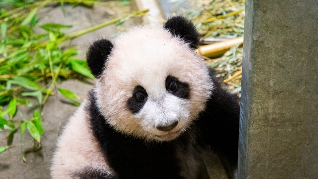 Pandajong Fan Xing vanaf vrijdag eindelijk te zien voor publiek: ‘Het is een ondernemend diertje’