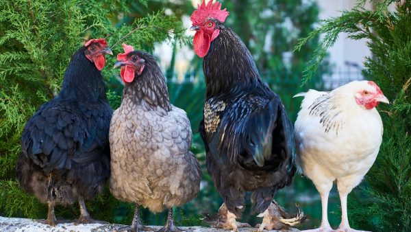 Chaotische reportage over Rotterdamse kippen gaat viral: 'Kost maar 5 euro, zo'n kippetje'