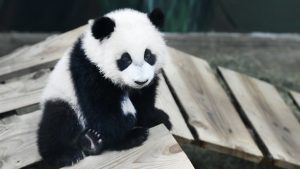 Thumbnail voor Pandababy Fan Xing in Ouwehands Dierenpark trekt volle zalen